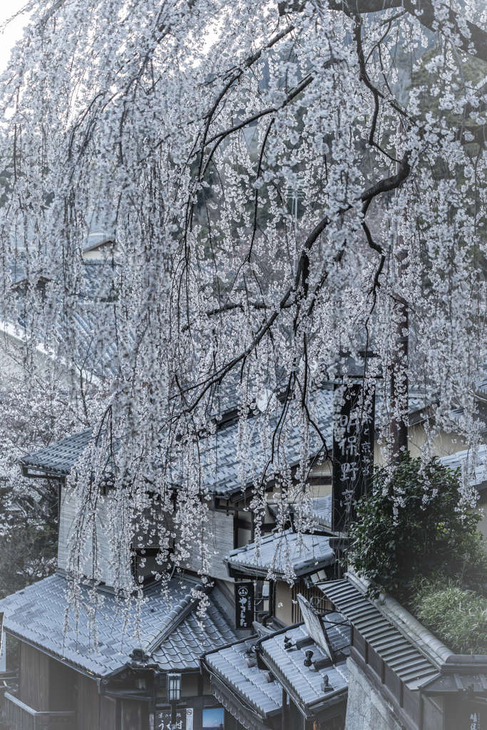三寧坂の枝垂桜