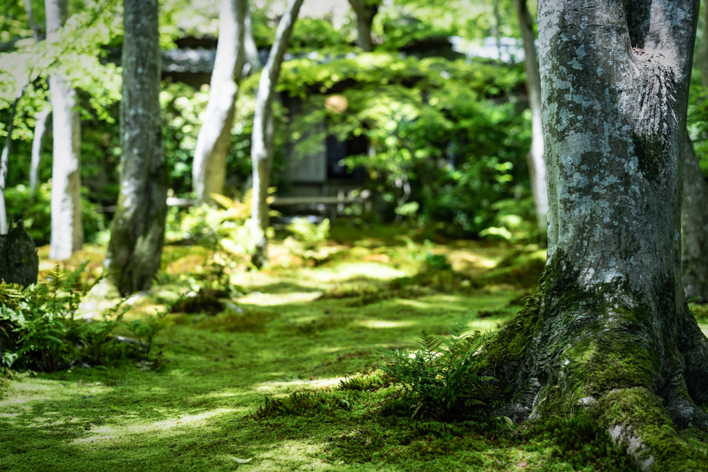 緑の祇王寺