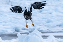 羅臼のオオワシ1