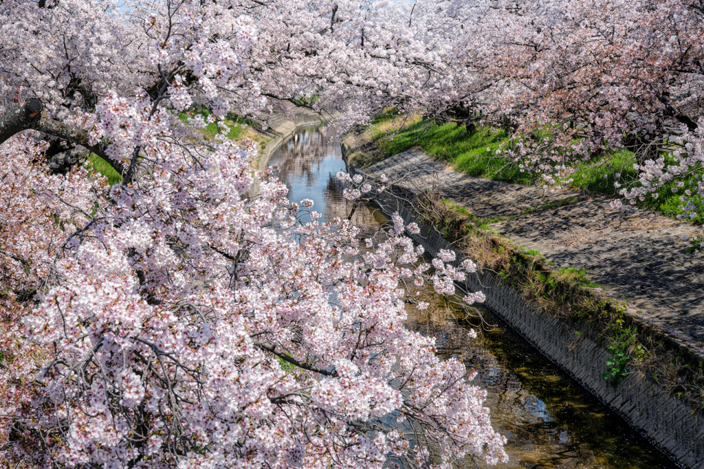 高田千本桜2
