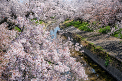高田千本桜2