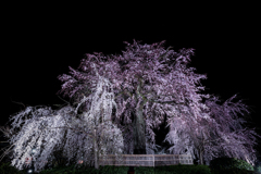 円山公園の桜