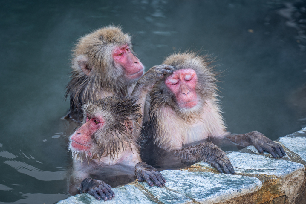 函館のお猿さん1