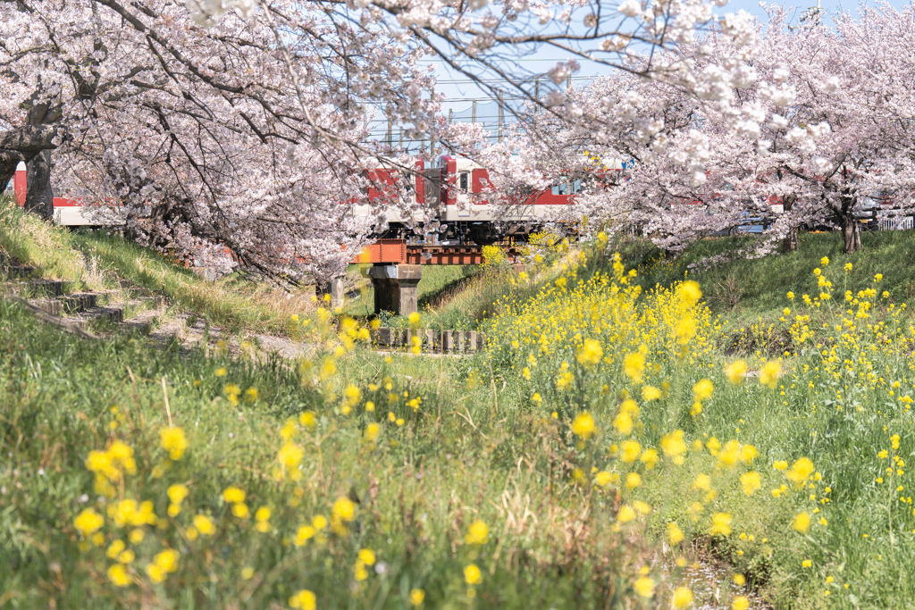 高田千本桜4