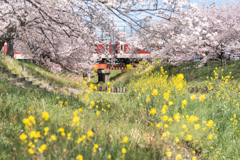 高田千本桜4
