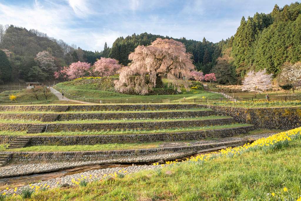 又兵衛桜5