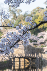 彦根城3