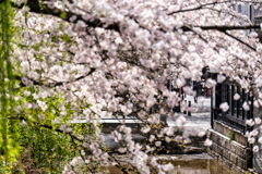 木屋町散歩6
