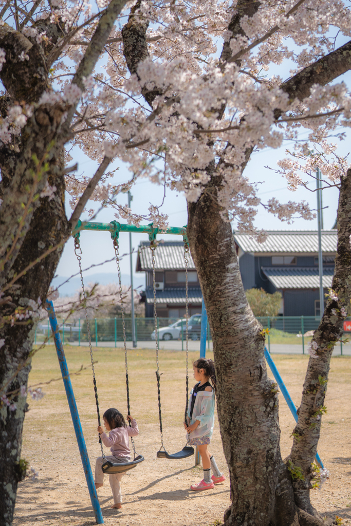 公園の桜1