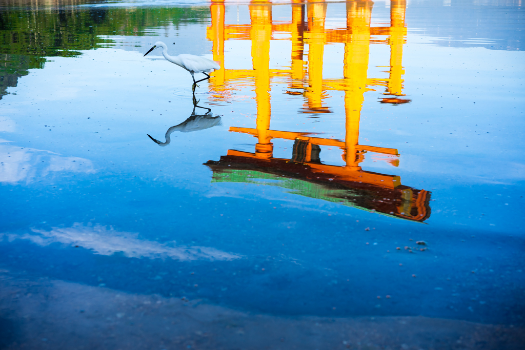 水の上を歩く鳥