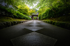 青いもみじの最勝院