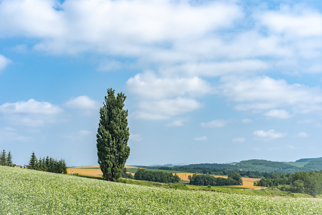 ケンとメリーと白い雲1