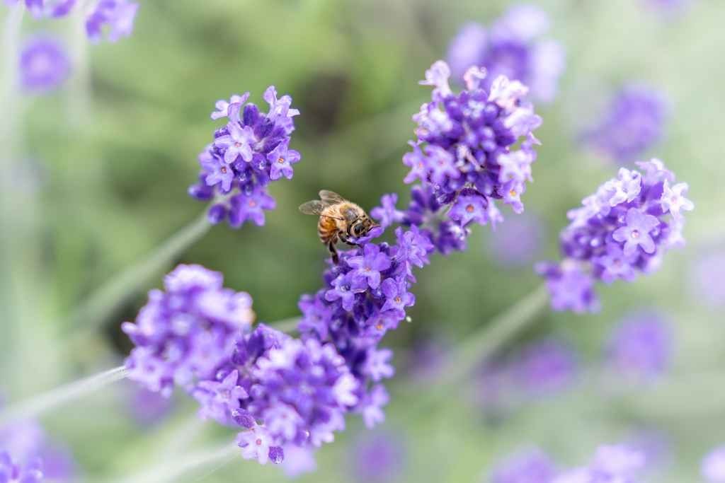 蜂とラベンダー1