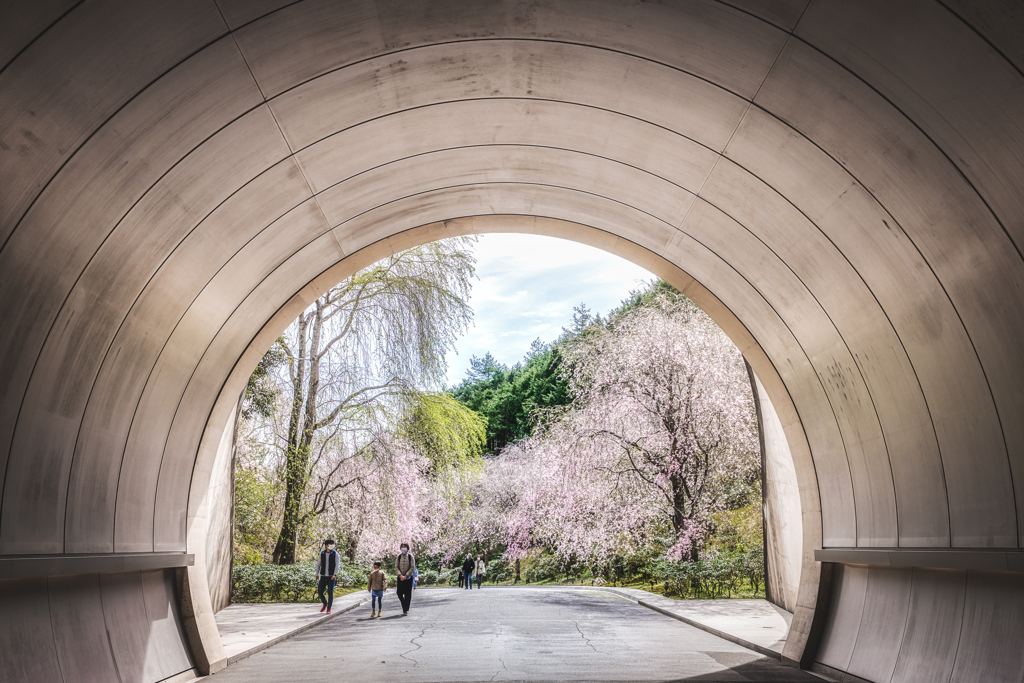 桜色のトンネル2