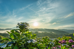 吉原の紫陽花3