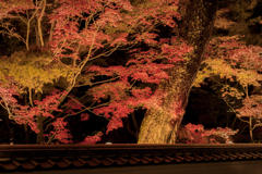 夜の永観堂5