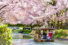 桜の季節がやってきた12