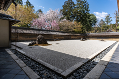 春の龍安寺