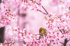 桜とメジロ1
