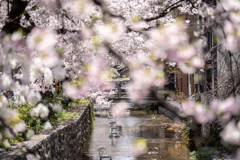 木屋町散歩7