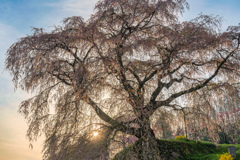 又兵衛桜2