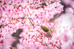 桜とメジロ2