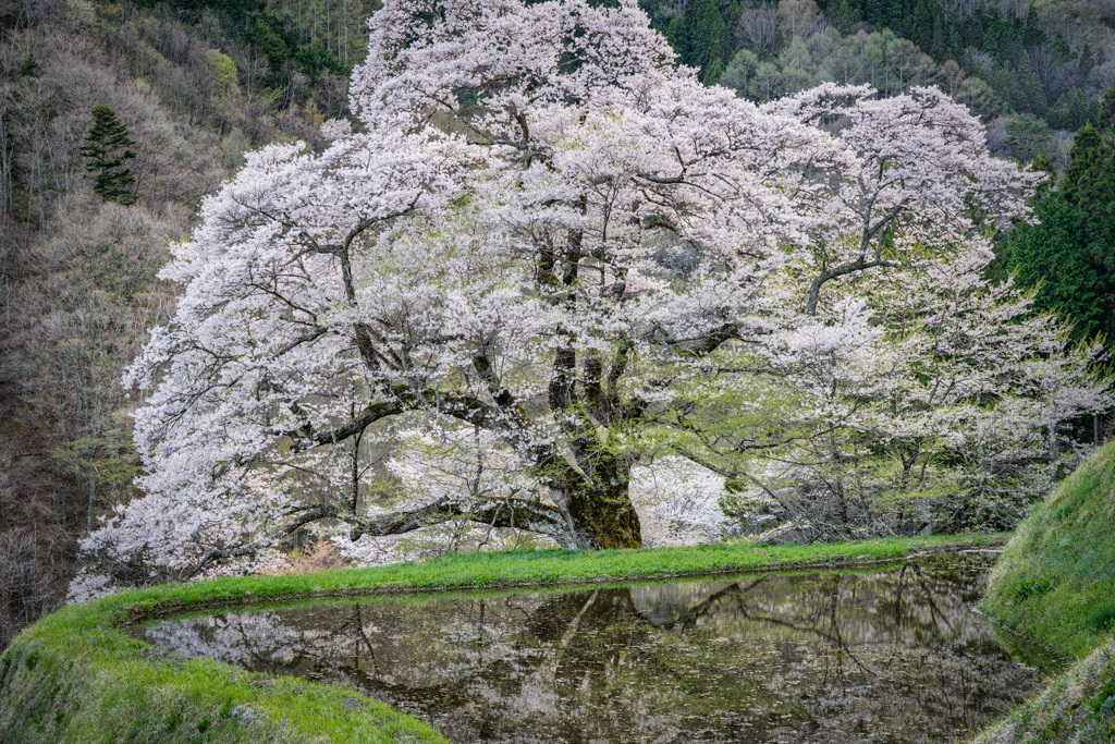駒つなぎの桜1