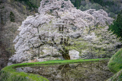 駒つなぎの桜1