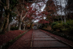 散り始めの毘沙門堂