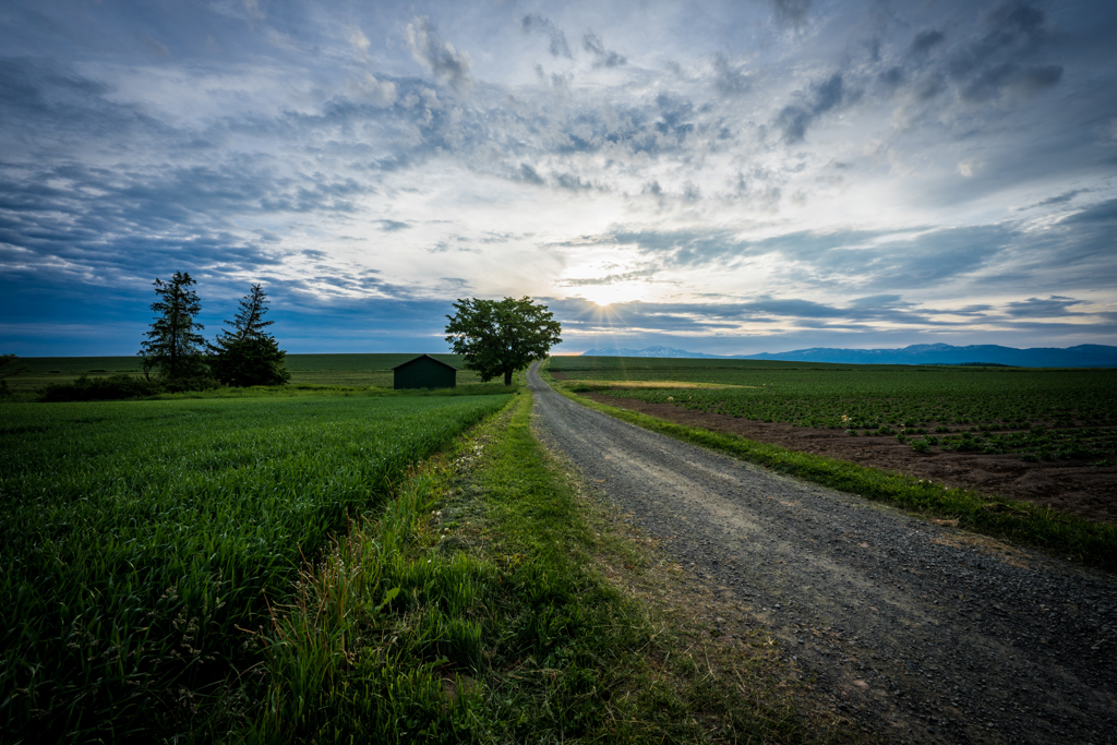 緑の小屋と一本の木2