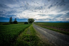 緑の小屋と一本の木2