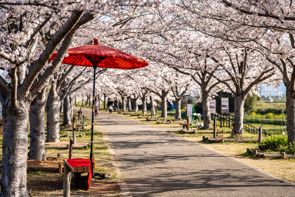 おの桜づつみ回廊3