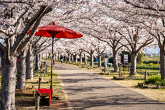 おの桜づつみ回廊3