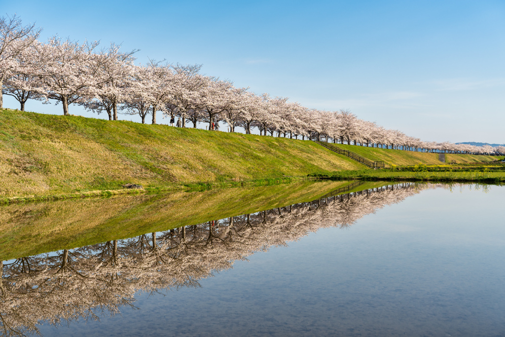 おの桜づつみ回廊1