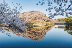 彦根城1