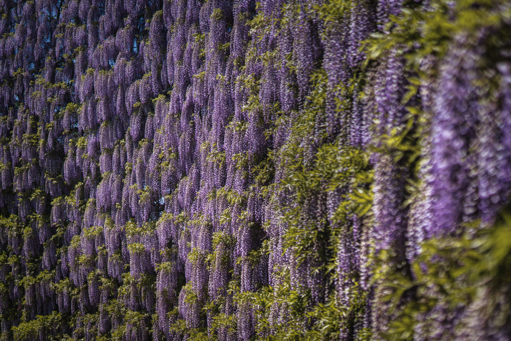 あしかがフラワーパーク5