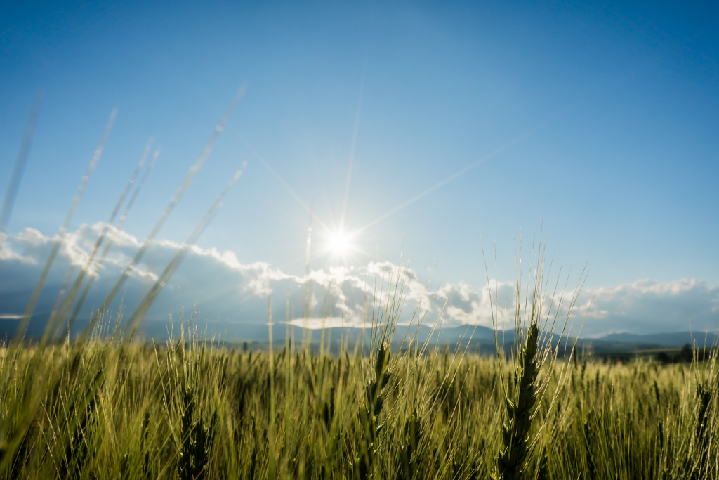 麦と太陽
