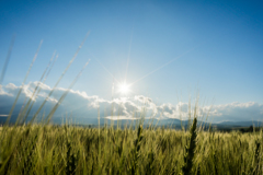 麦と太陽