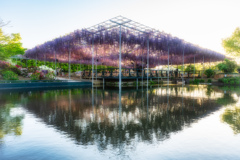 あしかがフラワーパーク9