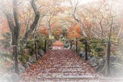 晩秋の宝筐院1