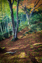秋の常寂光寺3