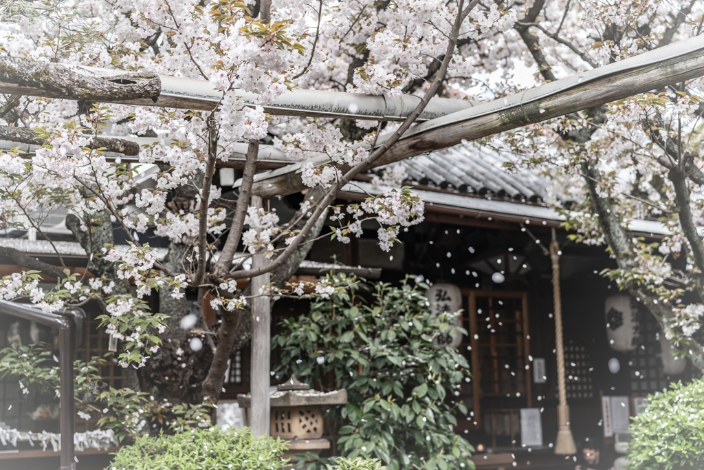 桜吹雪の雨宝院