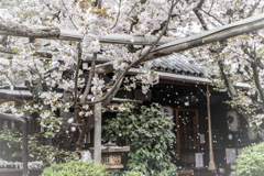 桜吹雪の雨宝院