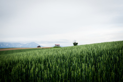 緑の麦と白い空