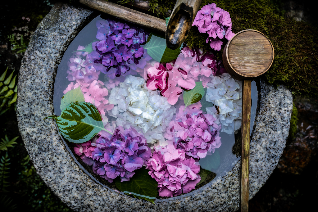 水中の紫陽花2