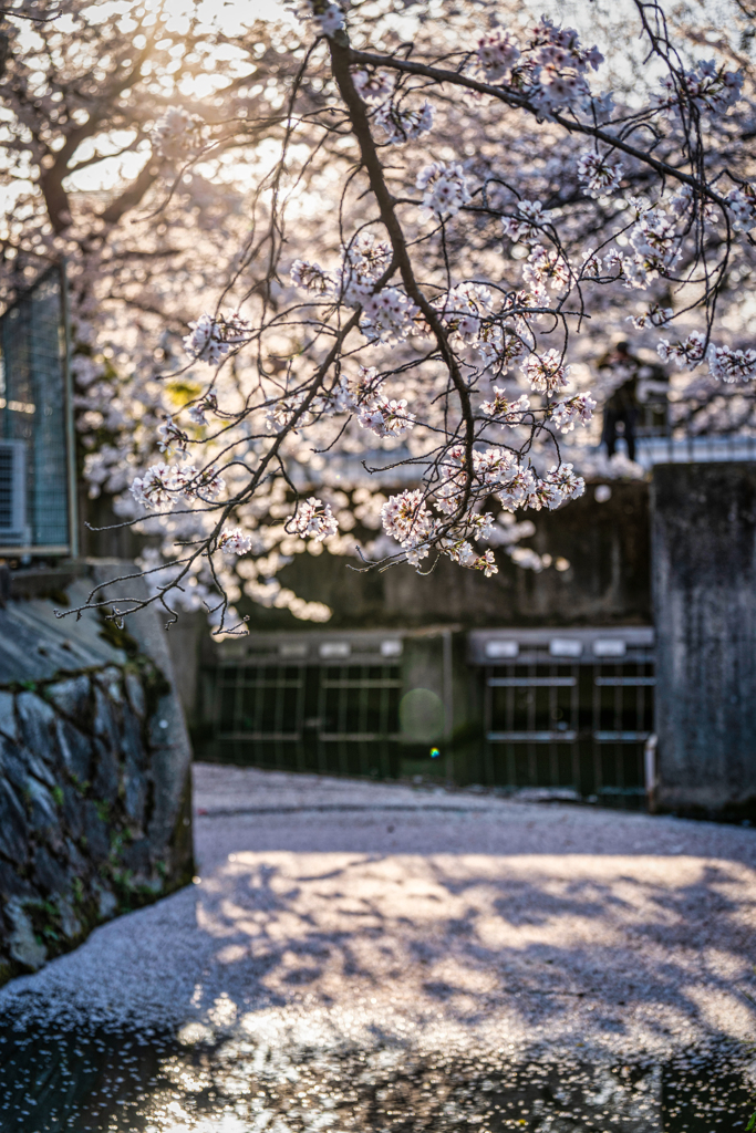 哲学の道花筏5