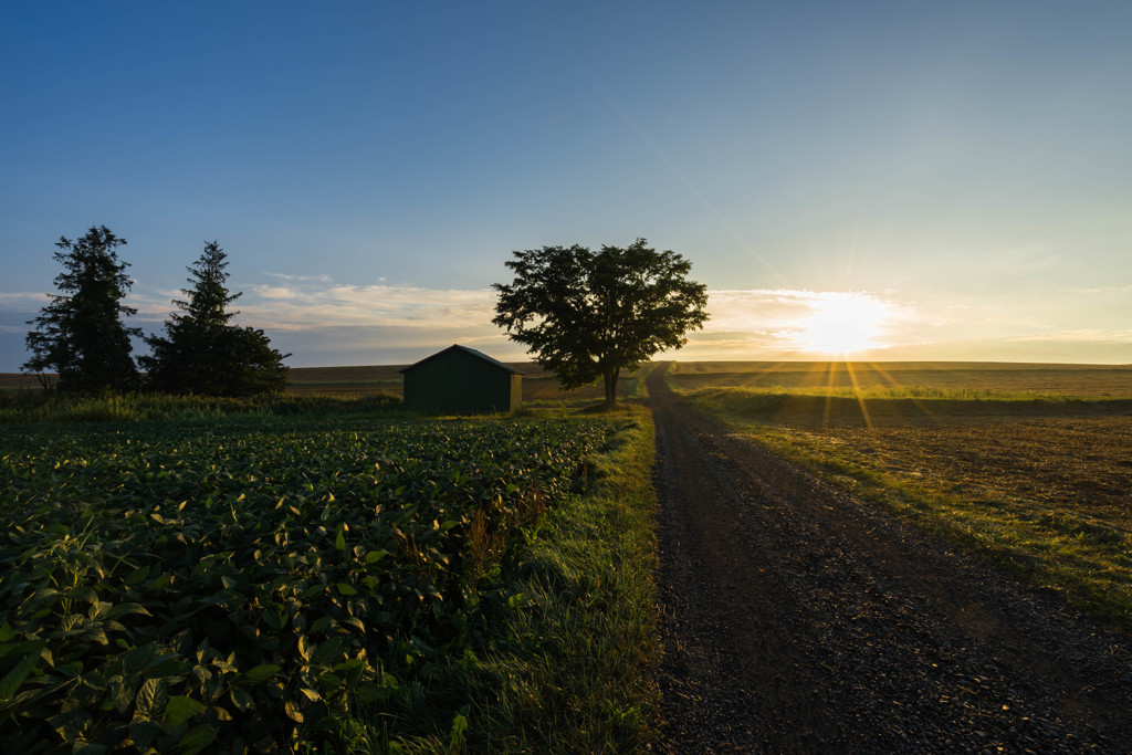 緑の小屋と一本の木