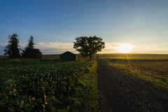 緑の小屋と一本の木