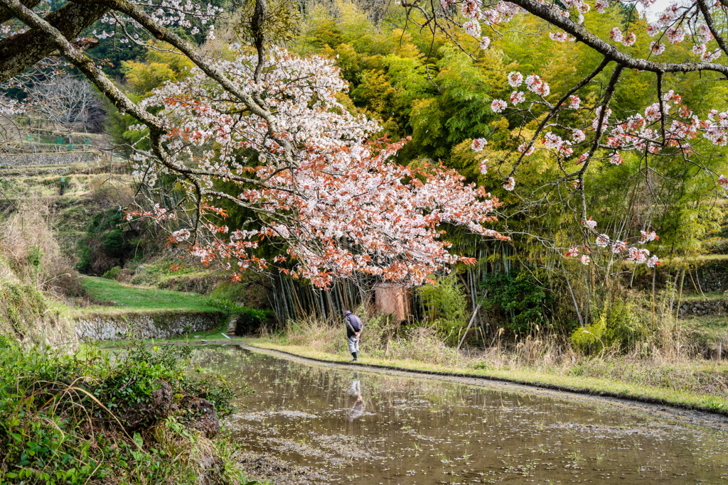 三多気の桜4