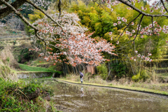 三多気の桜4